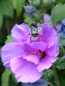 Bourdon recouvert de pollen sur une rose trémière