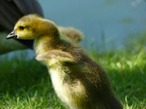 Adorable petit oiseau jaune et ocre qui bat de ses minuscules ailes