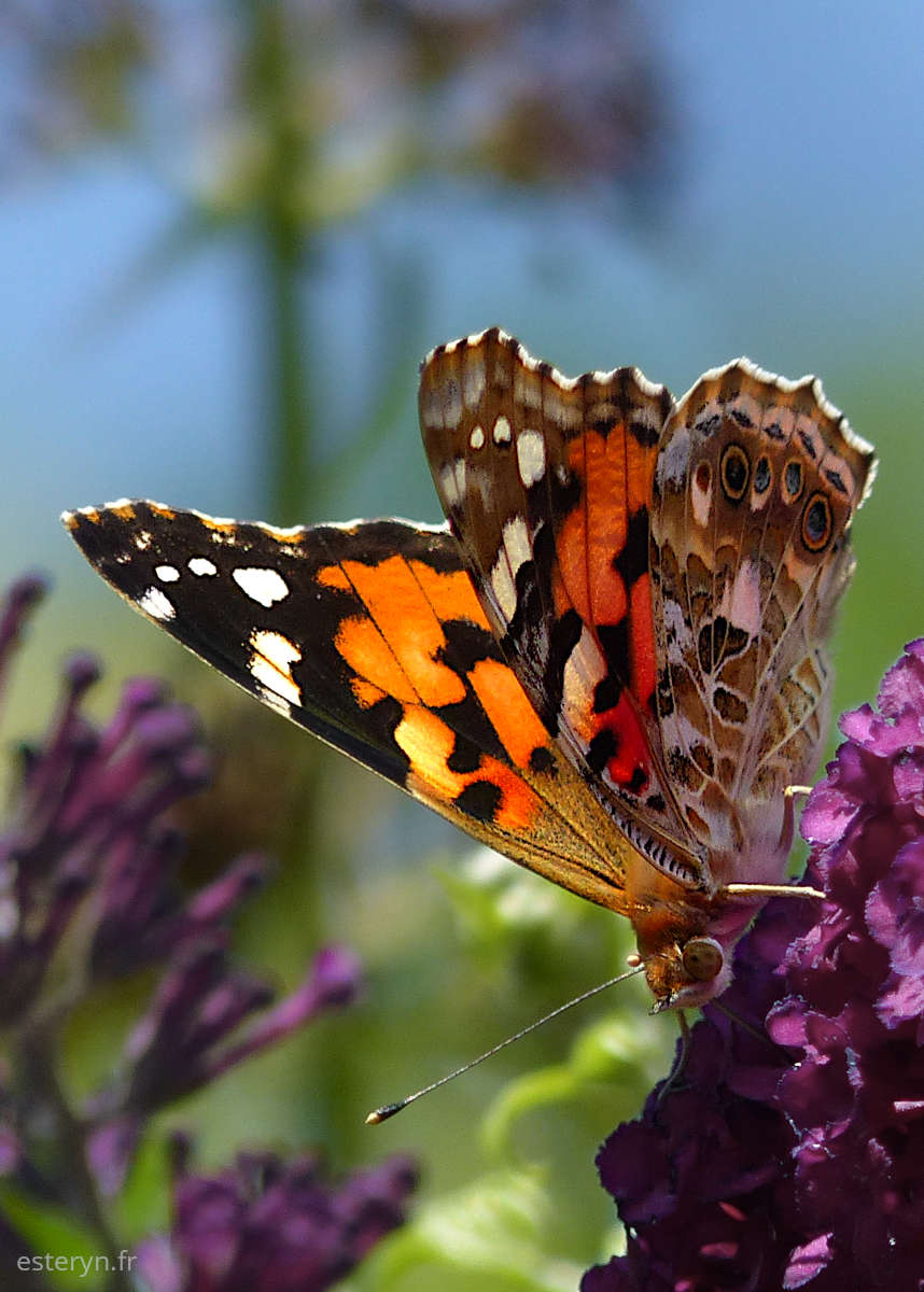 papillon aux ailes noires et oranges tachetées de blanc sur fleurs mauves