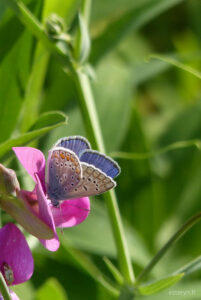 Papillon aux ailes bleutées, délicatement tachetée de cuivre