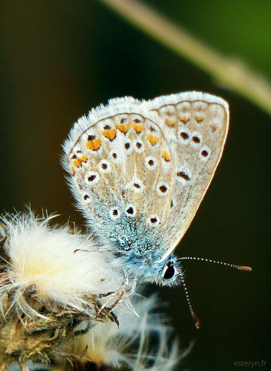 Papillon aux ailes claires, délicatement tachetée de cuivre et de bleu