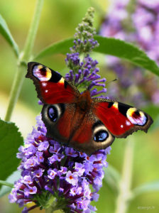 papillon aux ailes rouges et noirs avec de grands cercles ressemblant à des yeux dessus