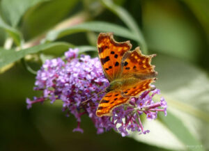 Papillon orange aux ailes tâchetées de brun sur fleur violet clair