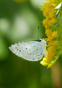papillon blanc aux ailes tâchétées de noir et aux grands yeux noirs