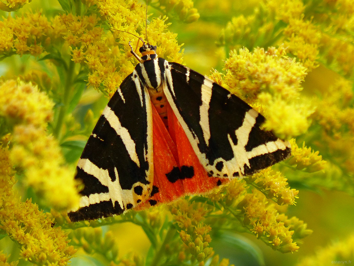 Papillon aux ailes extérieures noirs et jaunes et intérieures rouges sur fleurs jaunes
