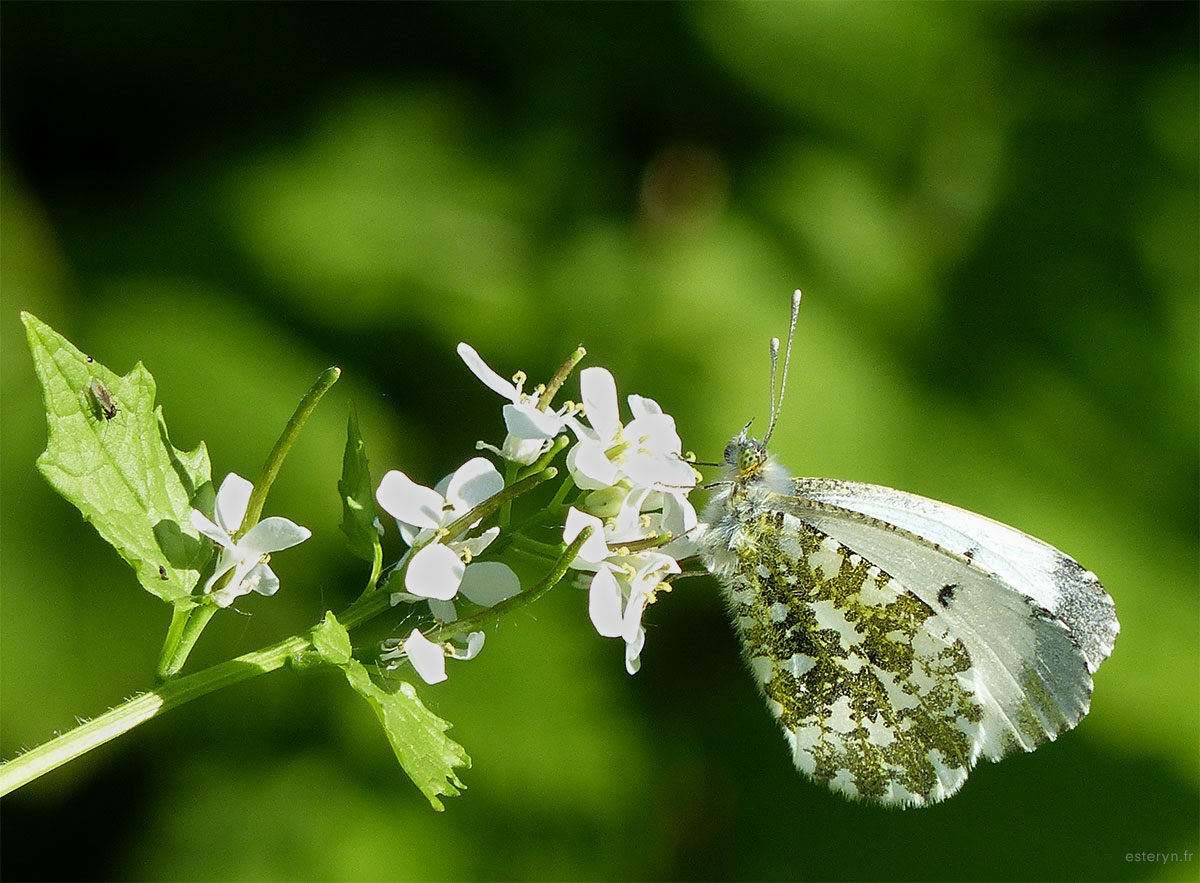 Papillon blanc aux ailes tâchetées de doré sur fleur blanche