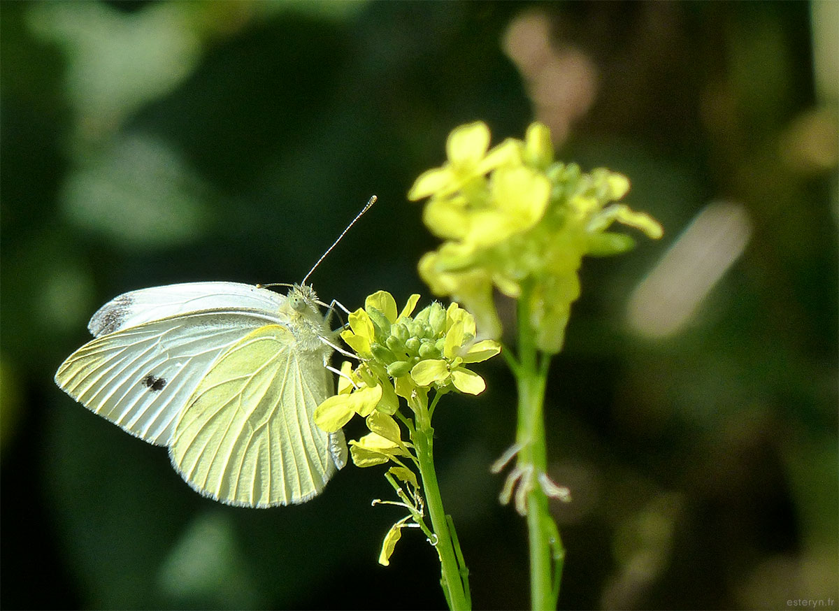 papillon jaune et blanc butinant une fleur jaune
