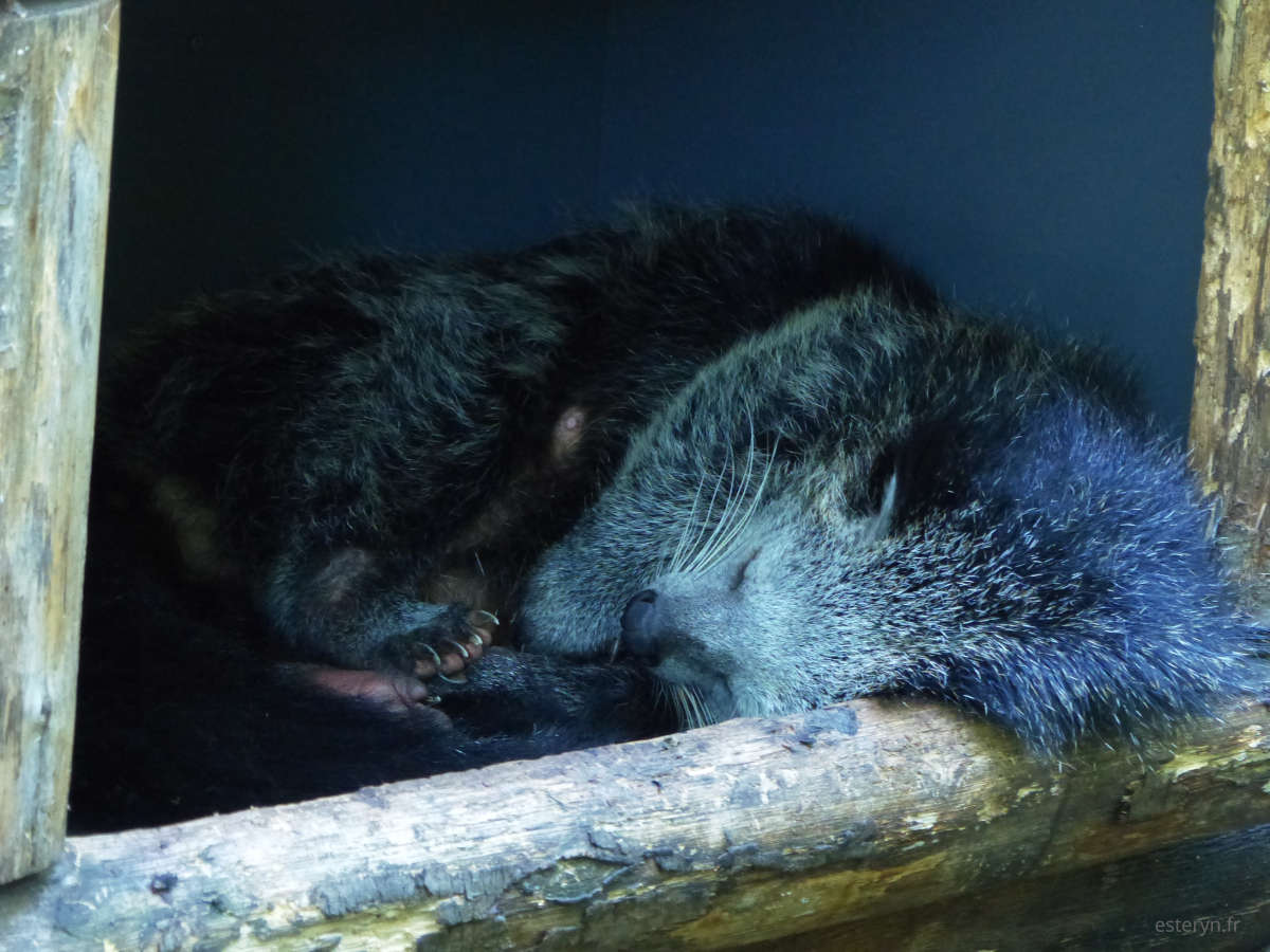 Un binturong endormi, son poil est gris bleuté