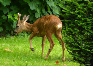 Un chevreuil attentif, la patte avant levée, dans l'herbe sur fond d'arbres