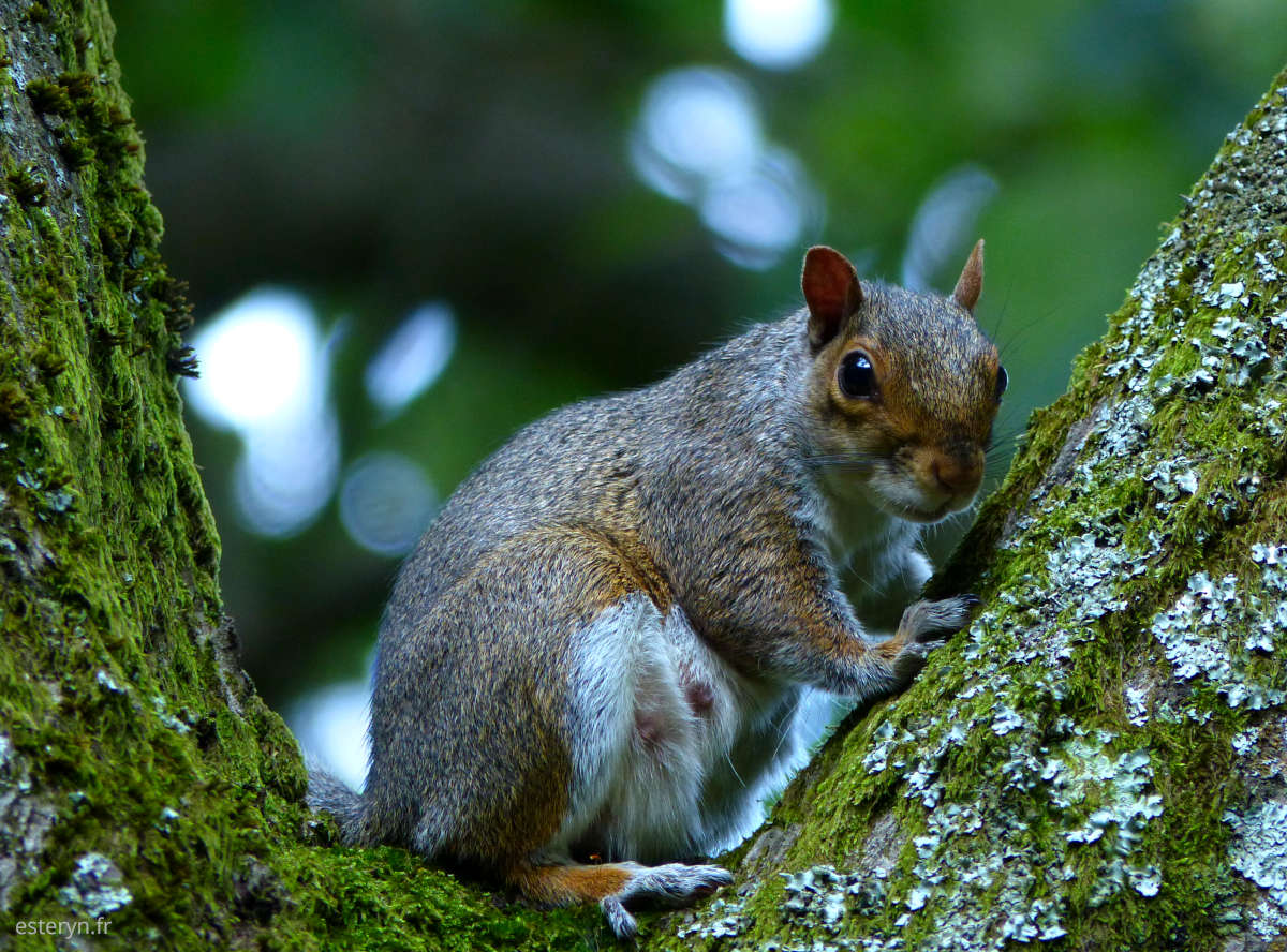 Photo d'un écureuil gris-roux entre deux branches d'arbre
