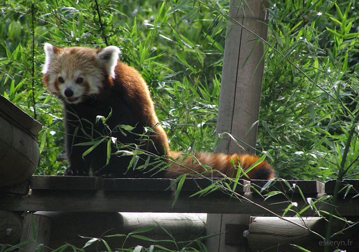 Un panda roux sur une structure en bois parmi des végétaux