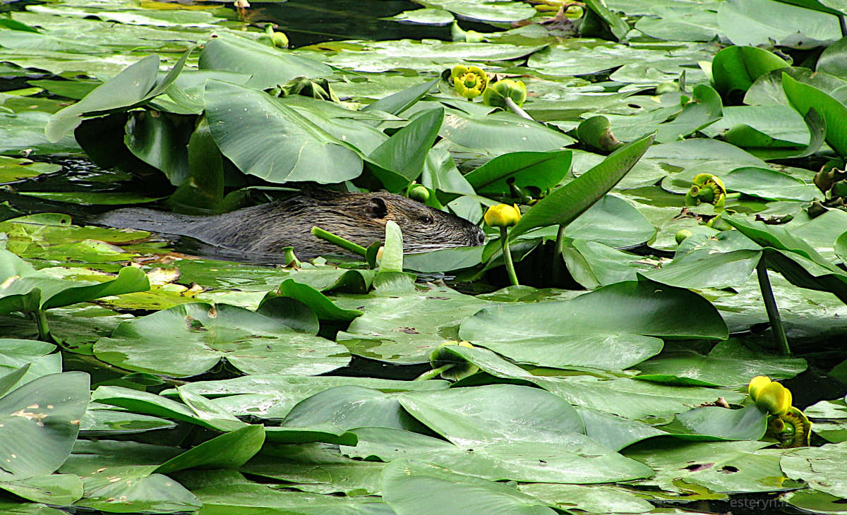 Un ragondin nageant parmi des fleurs de lotus.
