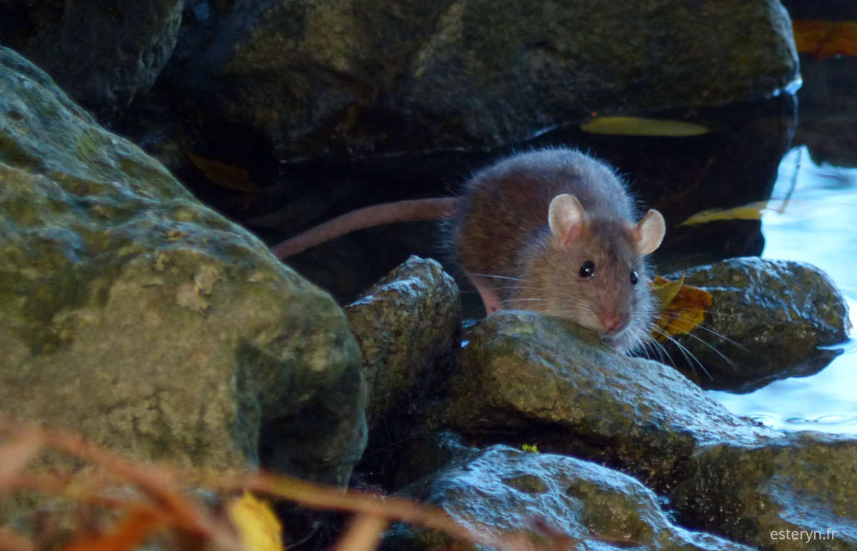 Une petite souris grise parmi des rochers au bord de l'eau